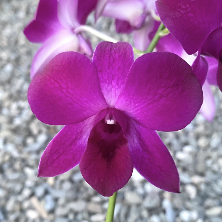 Dendrobium Phalaenopsis XXL