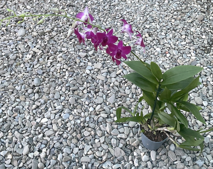 Dendrobium Phalaenopsis XXL