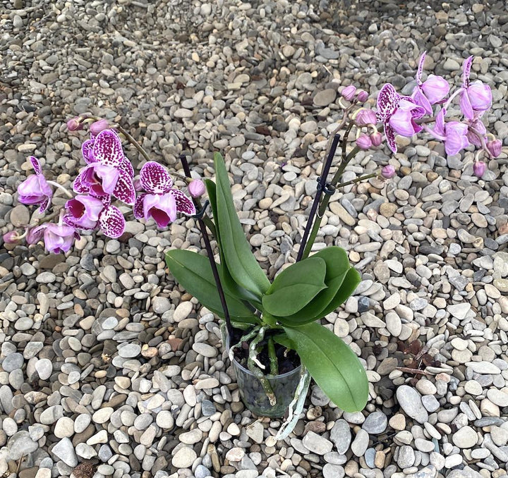 Phalaenopsis Monterey (multiflora)