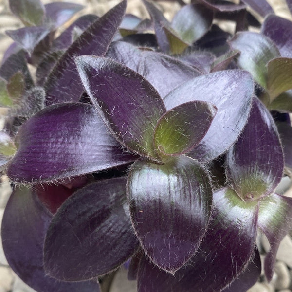 Tradescantia Purpurea Purple Heart (Pallida)