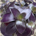 Tradescantia Purpurea Purple Heart (Pallida)