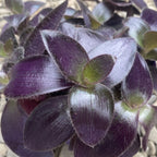 Tradescantia Purpurea Purple Heart (Pallida)