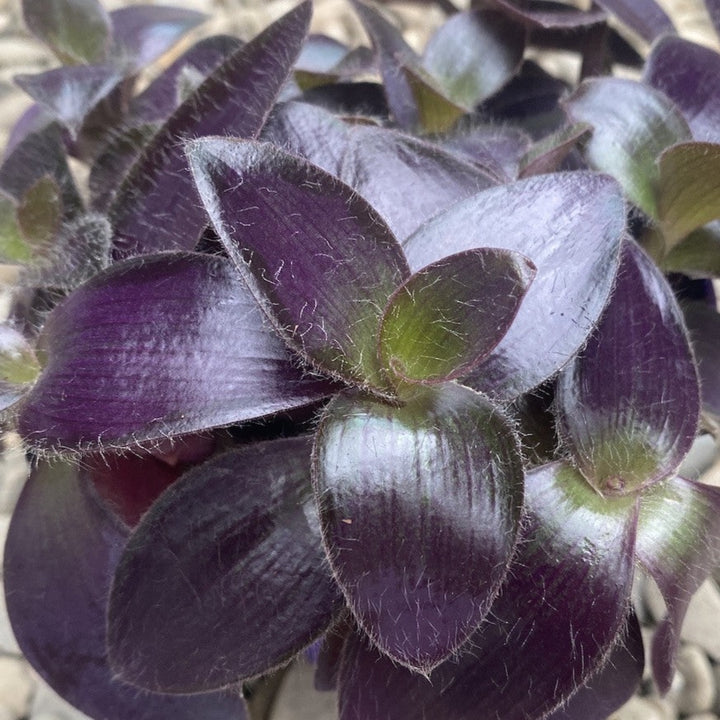 Tradescantia Purpurea Purple Heart (Pallida)