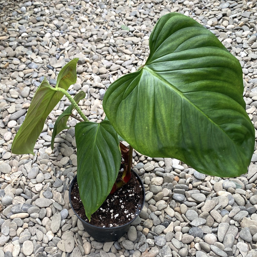 anthurium nangaritense Philodendron nangaritense (Philodendron sp. Fuzzy Petiole) – Secret Garden Plant Shop
