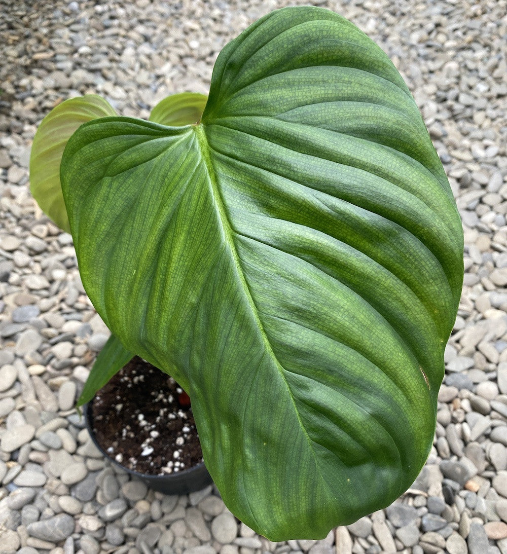philodendron nangaritense variegated Philodendron nangaritense (Philodendron sp. Fuzzy Petiole) – Secret Garden Plant Shop