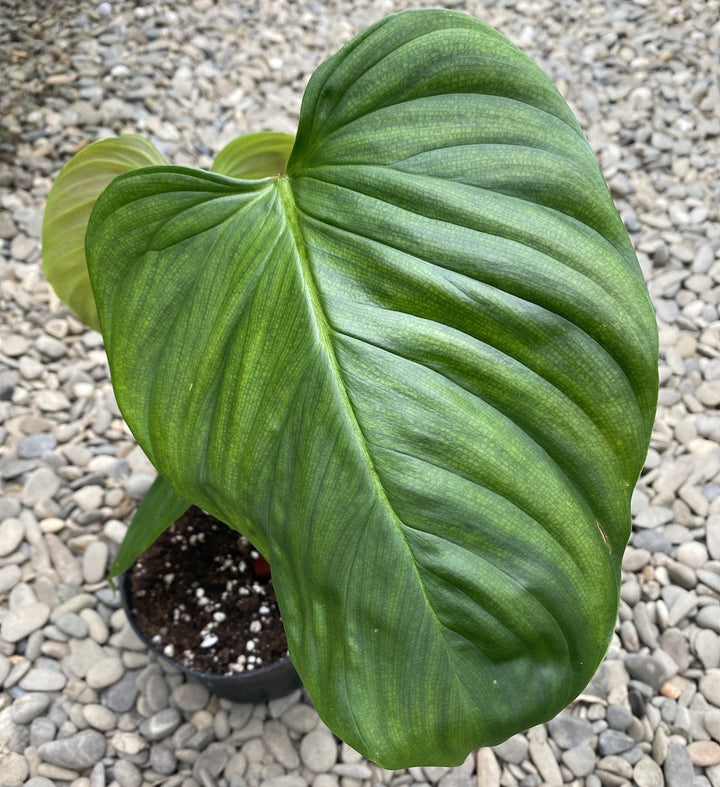 Philodendron nangaritense (Philodendron sp. Fuzzy Petiole)