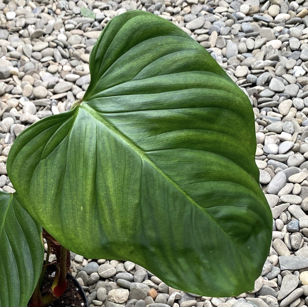 Philodendron nangaritense (Philodendron sp. Fuzzy Petiole)