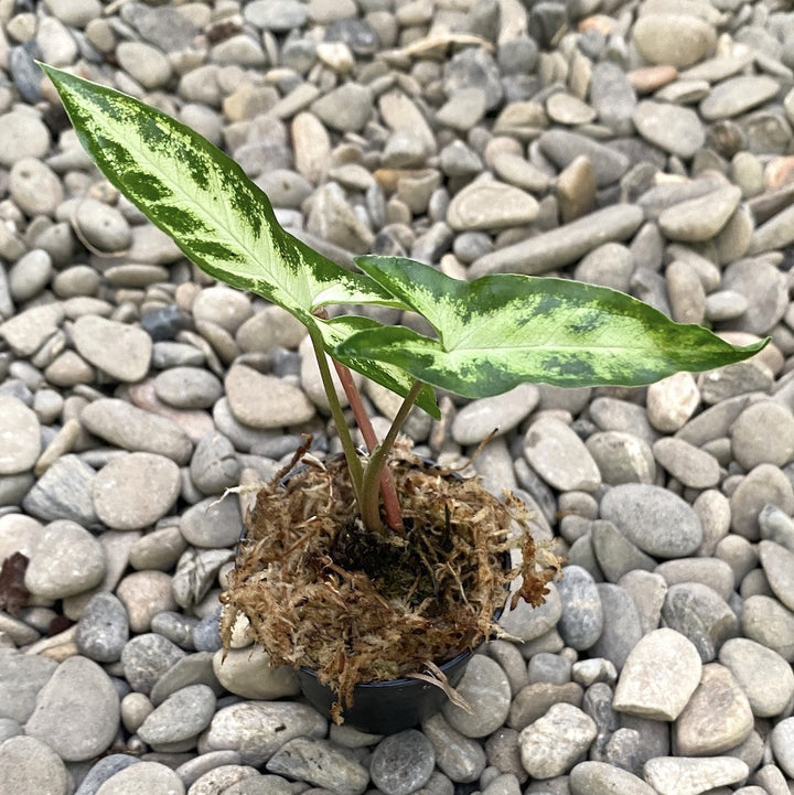 Syngonium angustatum (Arrowhead Vine)