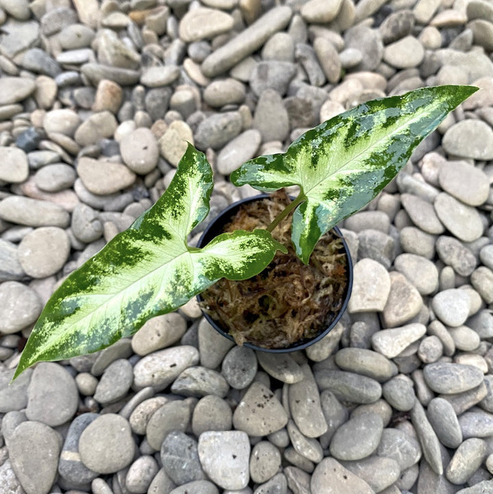 Syngonium angustatum (Arrowhead Vine)