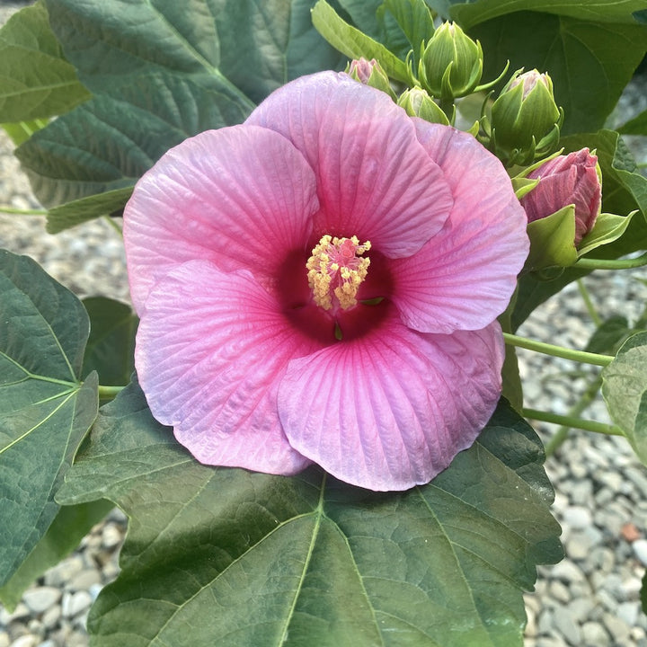 Hibiscus moscheutos Extreme Hot Pink