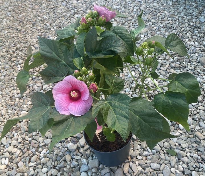 Hibiscus moscheutos Extreme Hot Pink