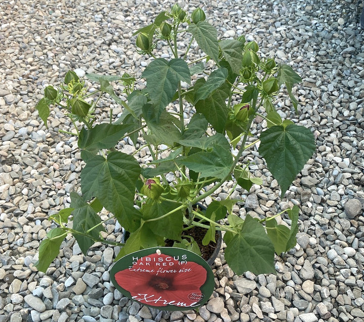 Hibiscus moscheutos Oak Red