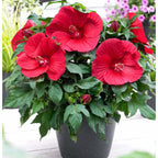 Hibiscus moscheutos Oak Red