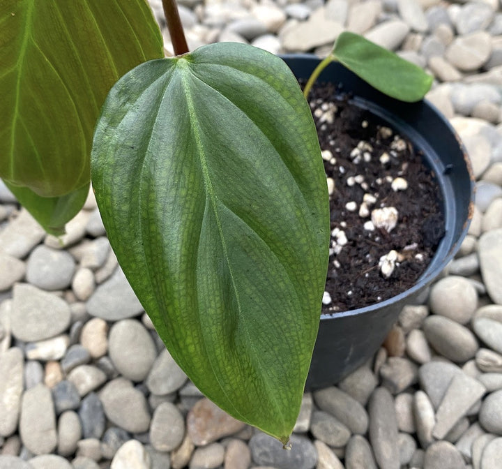 Philodendron nangaritense (Philodendron sp. Fuzzy Petiole)