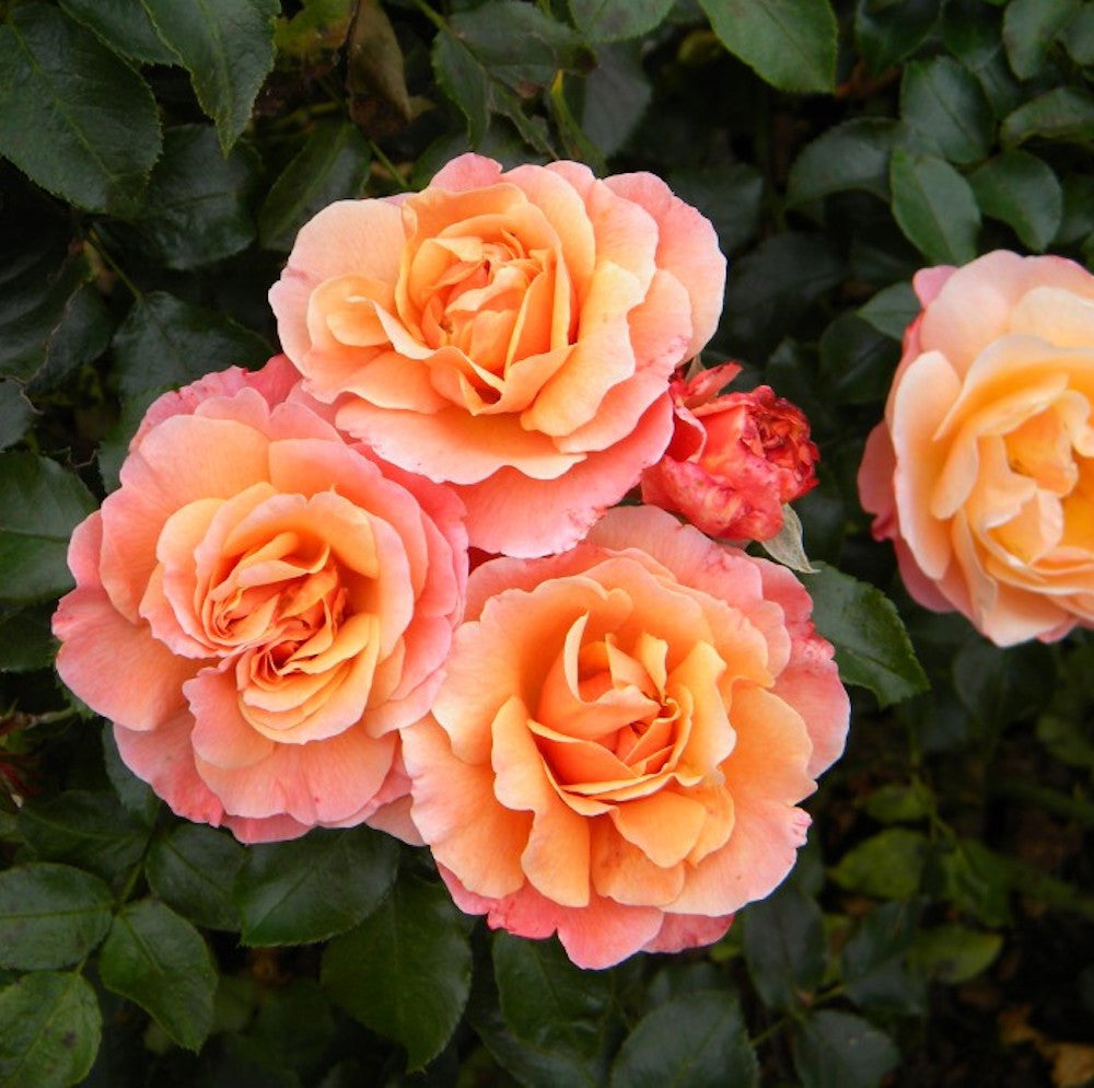 Rosa ‘Marie Curie’® - floribunda, infloriri abundente