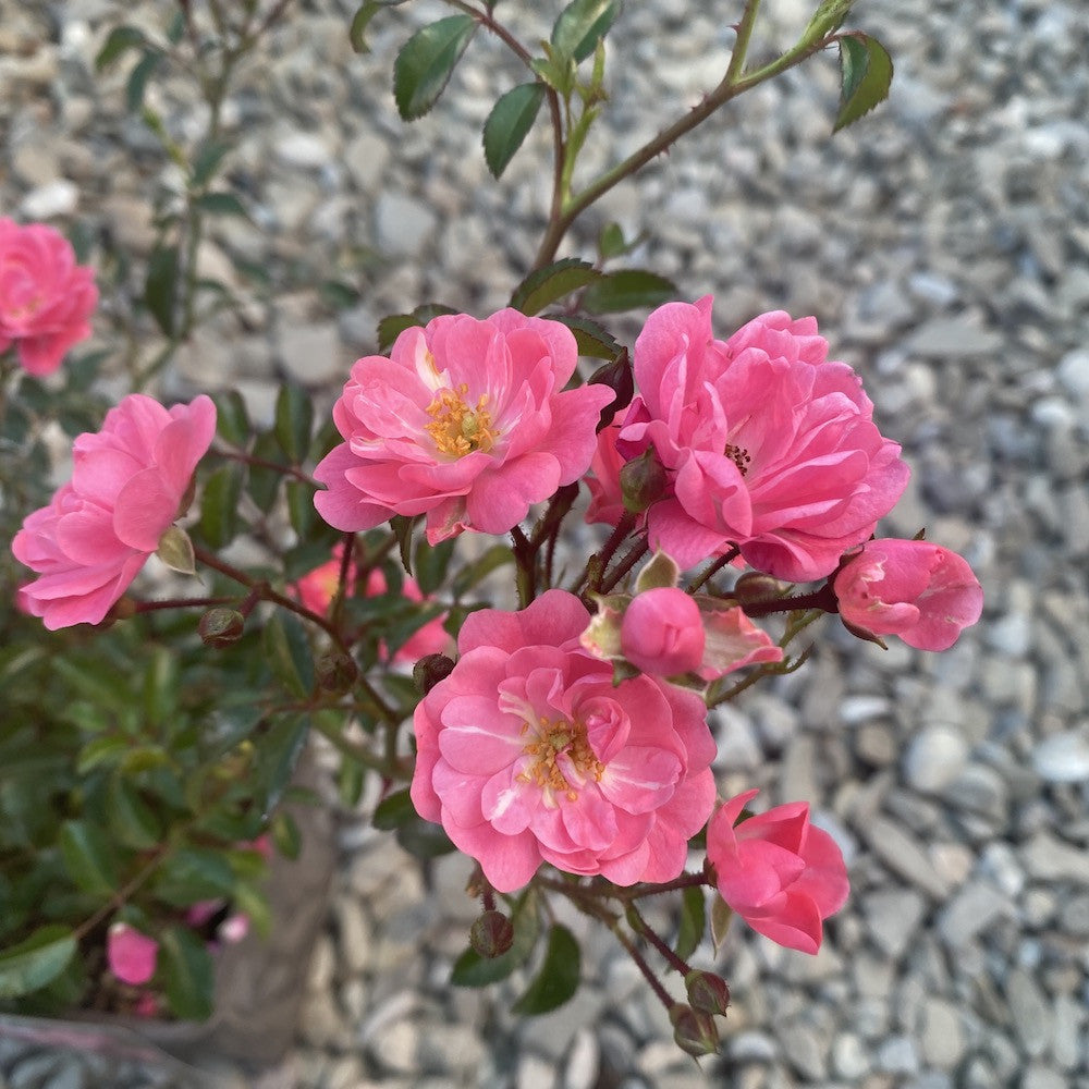 Rosa 'Fairy Princess'® - floribunda, trandafir de acoperire
