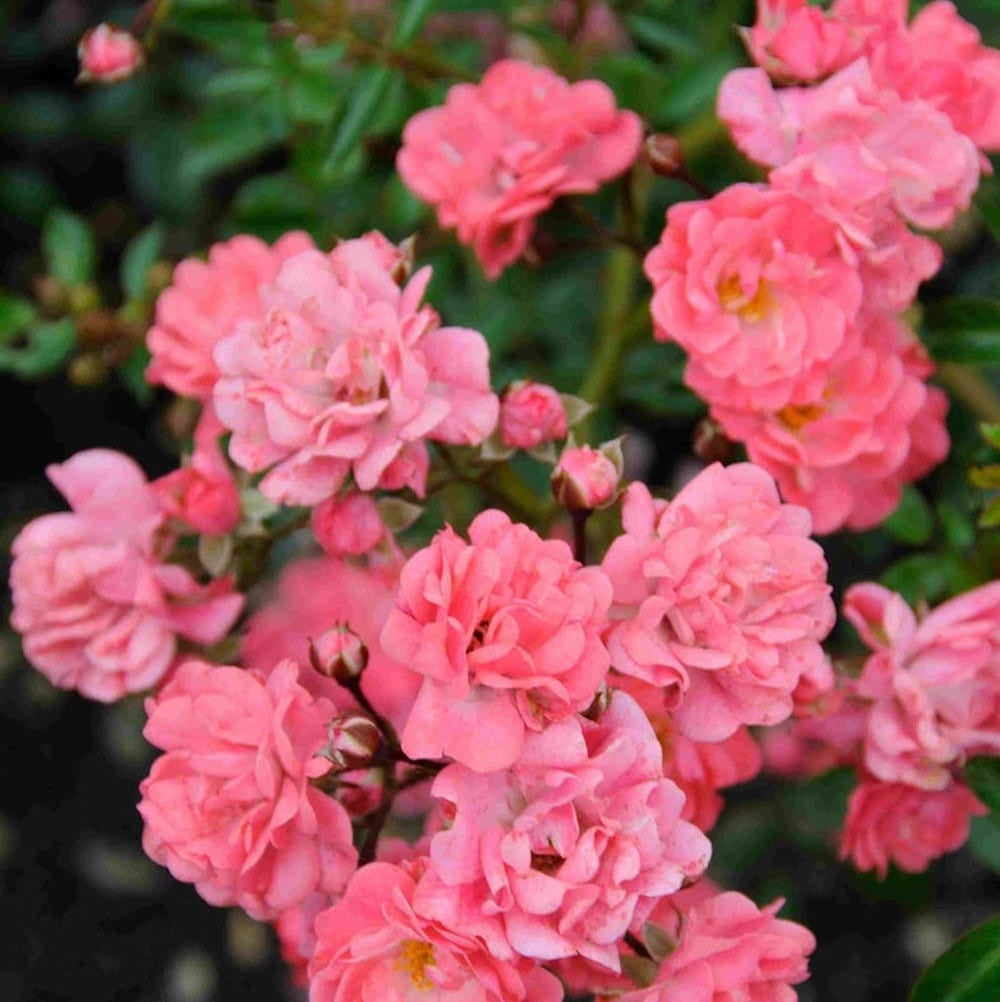 Rosa 'Fairy Princess'® - floribunda, trandafir de acoperire