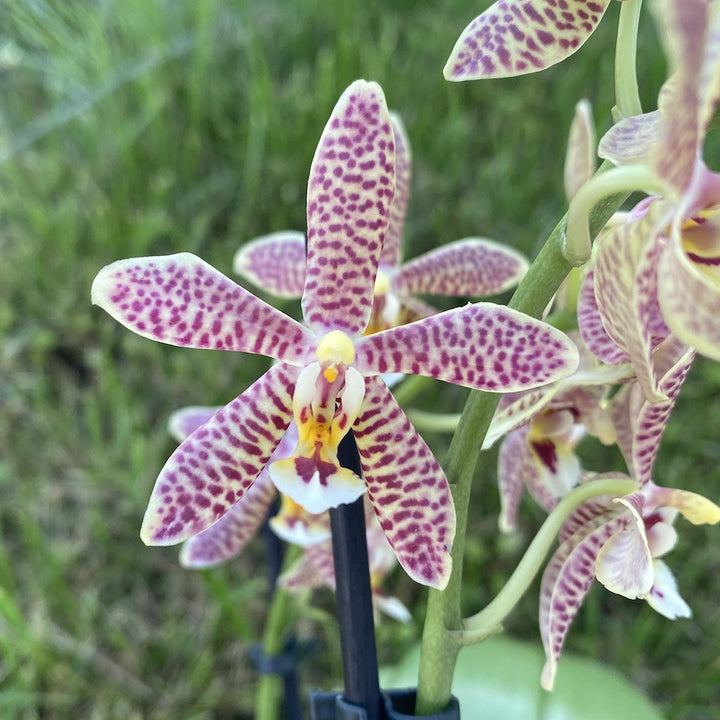 Phalaenopsis Bronze Maiden (schilleriana × mannii 'Black' )