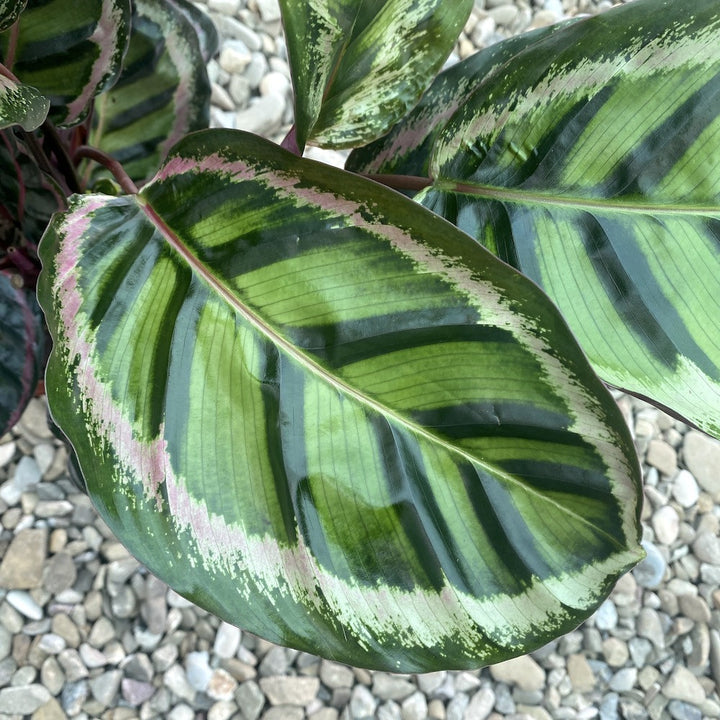 Calathea Roseopicta Angela