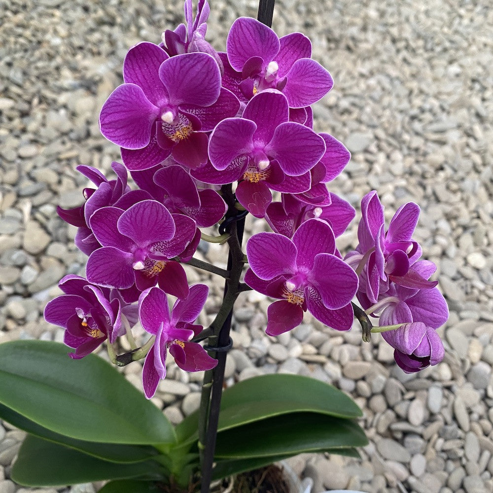 Phalaenopsis Purple Princess multiflora