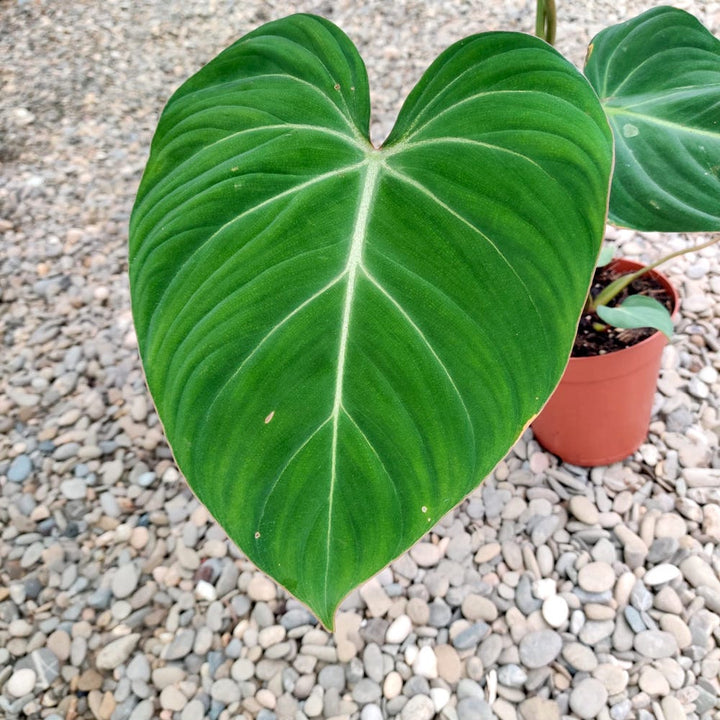 Philodendron nangaritense (Philodendron sp. Fuzzy Petiole)