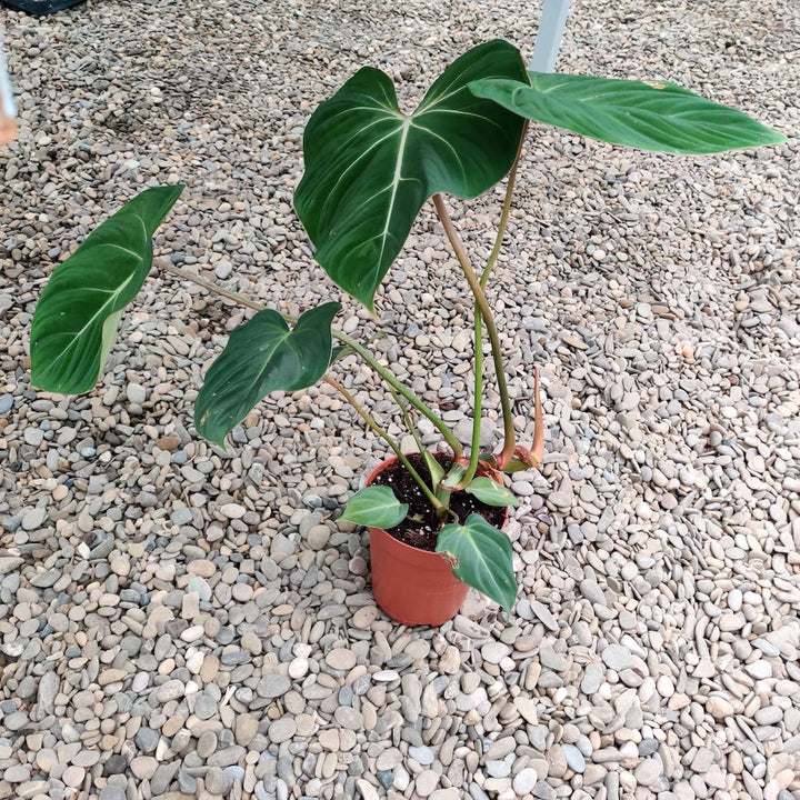 Philodendron nangaritense (Philodendron sp. Fuzzy Petiole)