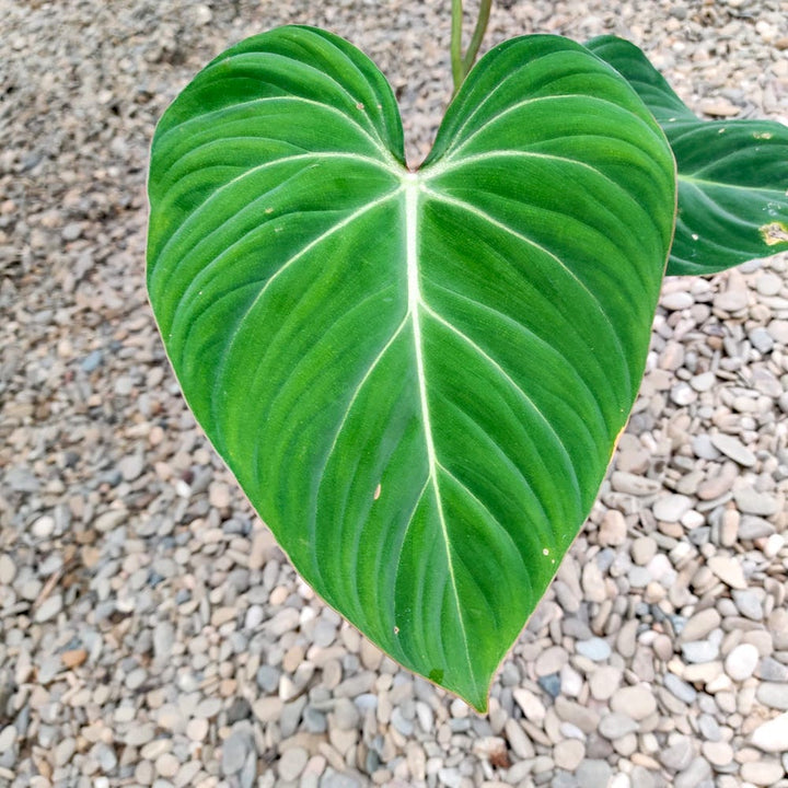 Philodendron nangaritense (Philodendron sp. Fuzzy Petiole)