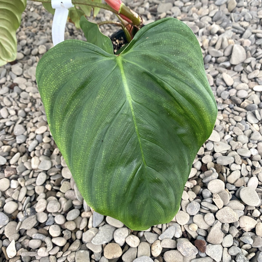 Philodendron nangaritense (Philodendron sp. Fuzzy Petiole)