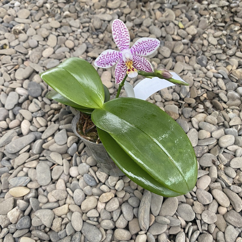 Phalaenopsis Pinlong Cheris × Almanis