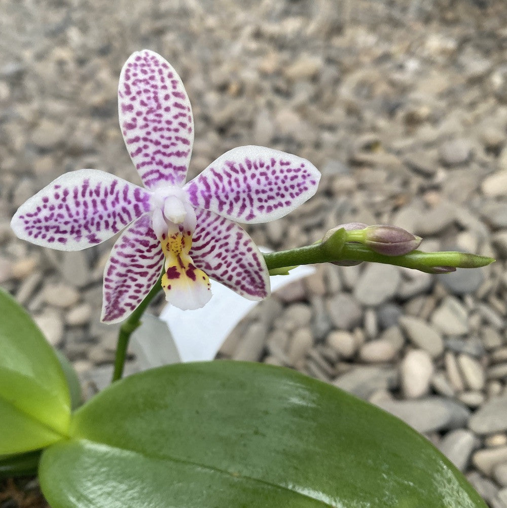 Phalaenopsis Pinlong Cheris × Almanis