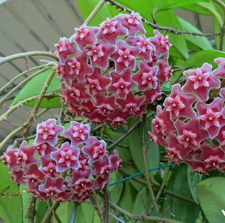 Hoya pubicalyx - exemplare mari, piramida – Secret Garden Plant Shop
