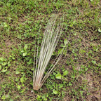 Plante aeriane Tillandsia Juncea - pret online imbatabil!