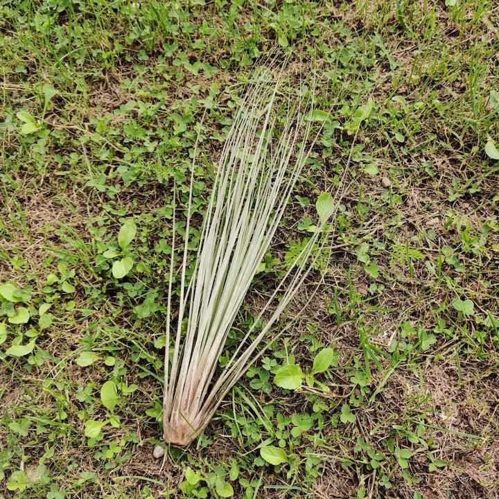 Plante aeriane Tillandsia Juncea - pret online imbatabil!