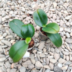 Phalaenopsis Miki Clownfish