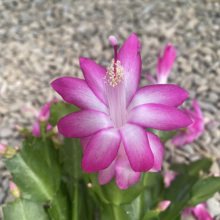 Schlumbergera roz