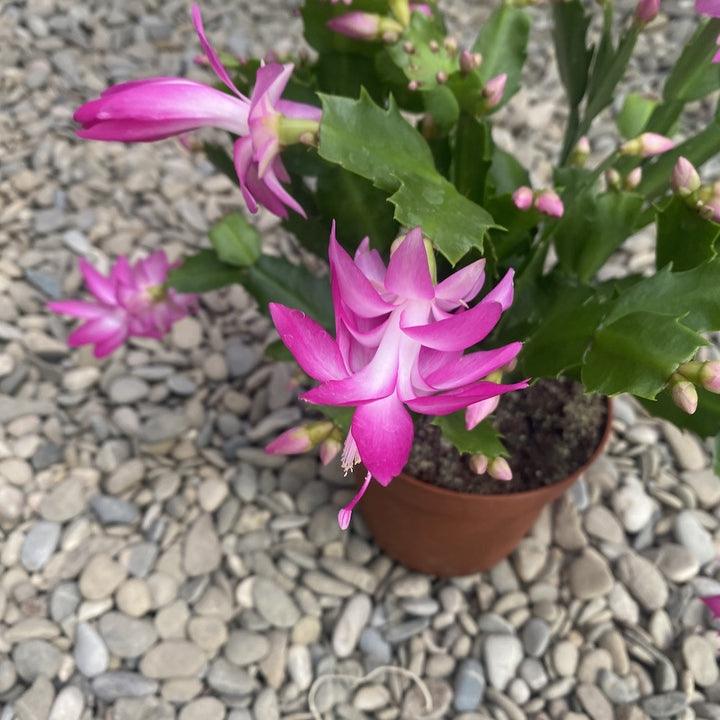 Schlumbergera roz