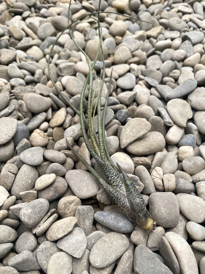 Tillandsia Butzii