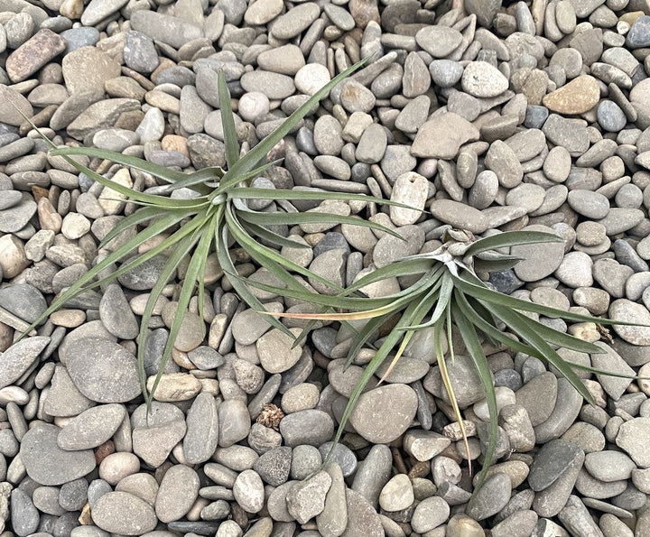 Tillandsia Pohliana