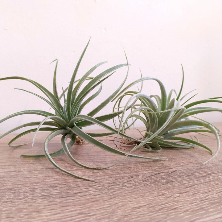 Tillandsia Pohliana