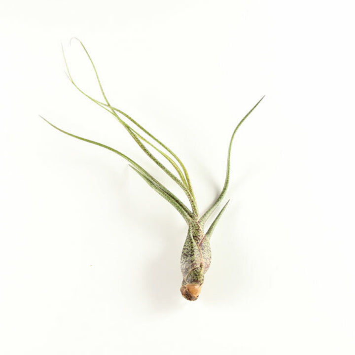 Tillandsia Butzii