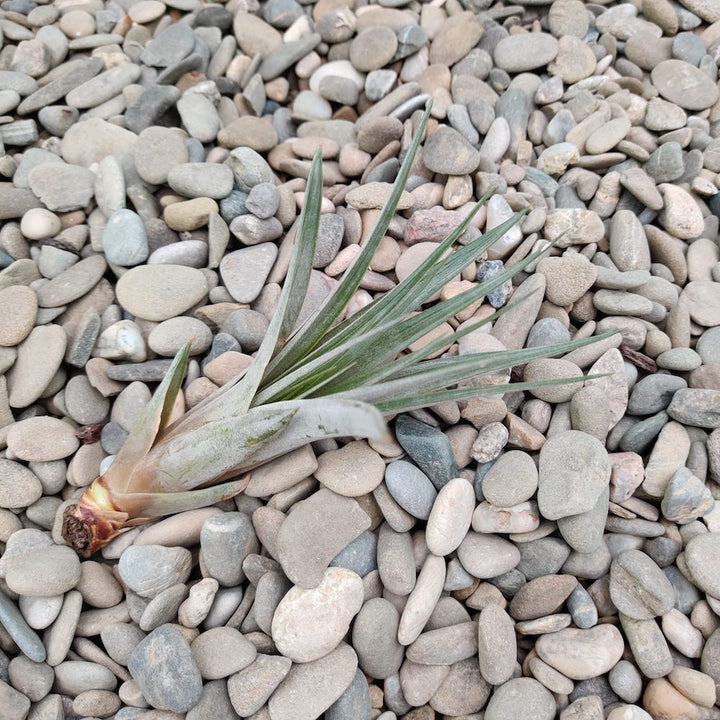 Tillandsia Fasciculata