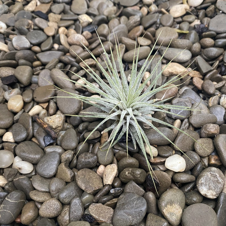 Tillandsia Ionantha Guatemala