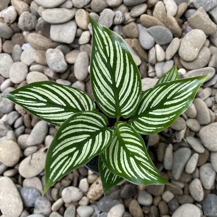 Calathea Vittata (babyplant)