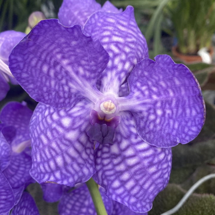 Vanda KANCHANA China Blue