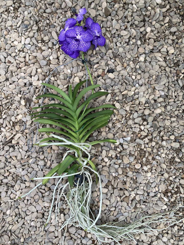 Vanda KANCHANA China Blue