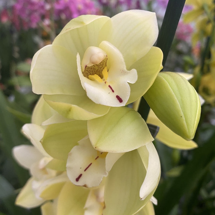 Orhidee Cymbidium verde