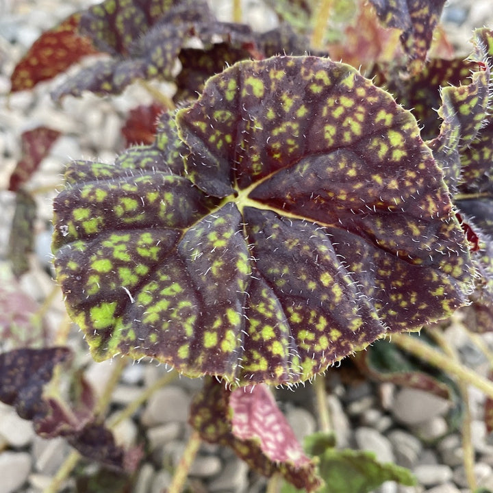 Begonia Green Fever