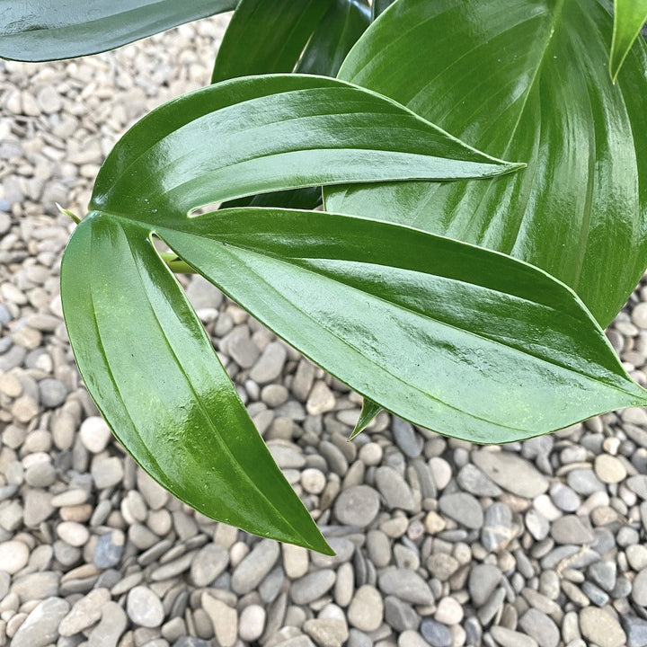 Rhaphidophora Decursiva (Philodendron Kylin Tail)