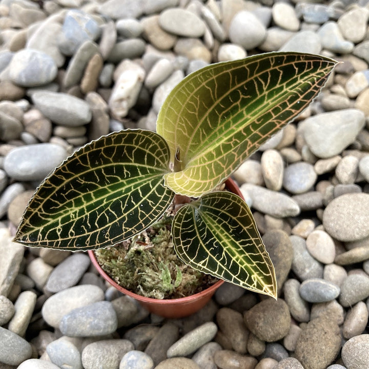 Anoectochilus siamensis x Macodes petola