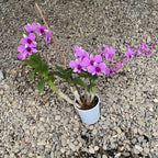 Dendrobium Pink